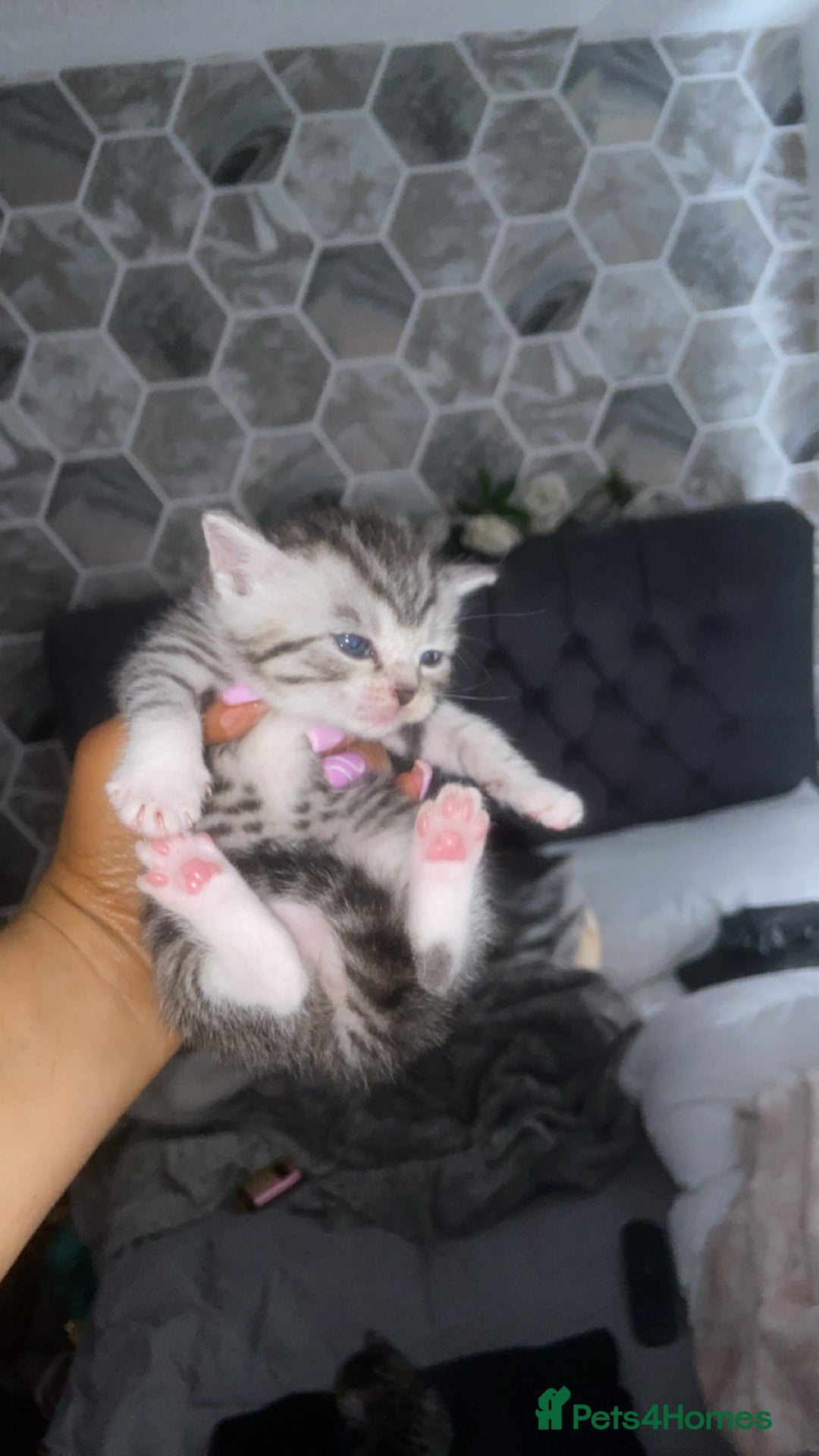 Mixed Breed cats for sale: 6 x stunning British shorthair kittens ❤️ - Image 3