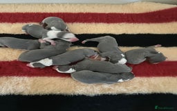 Whippet dogs for sale: Kc reg whippets Hear and eye tested parents  - Image 1