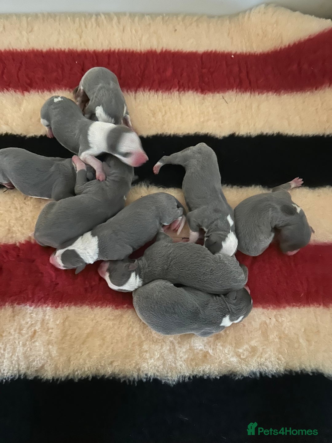 Whippet dogs for sale: Kc reg whippets Hear and eye tested parents  - Image 1
