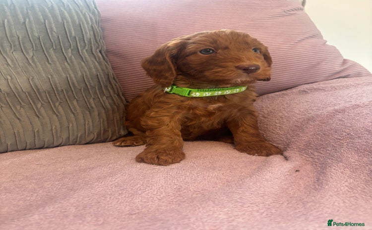 Cockapoo dogs Amazing fox red cockerpoo puppies 1 boy left - Advert 3