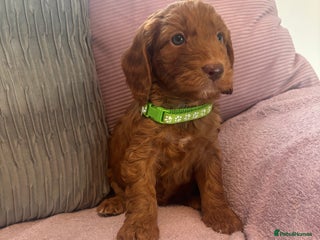 Cockapoo dogs Amazing fox red cockerpoo puppies 1 boy left - Advert 2