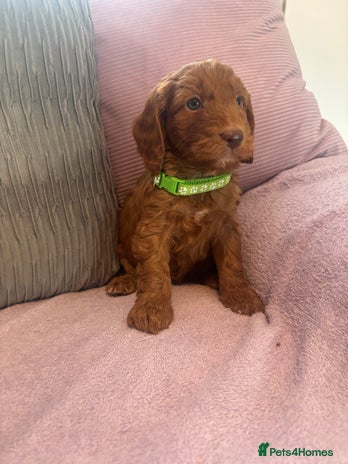 Cockapoo dogs Amazing fox red cockerpoo puppies 1 boy left - Advert 2