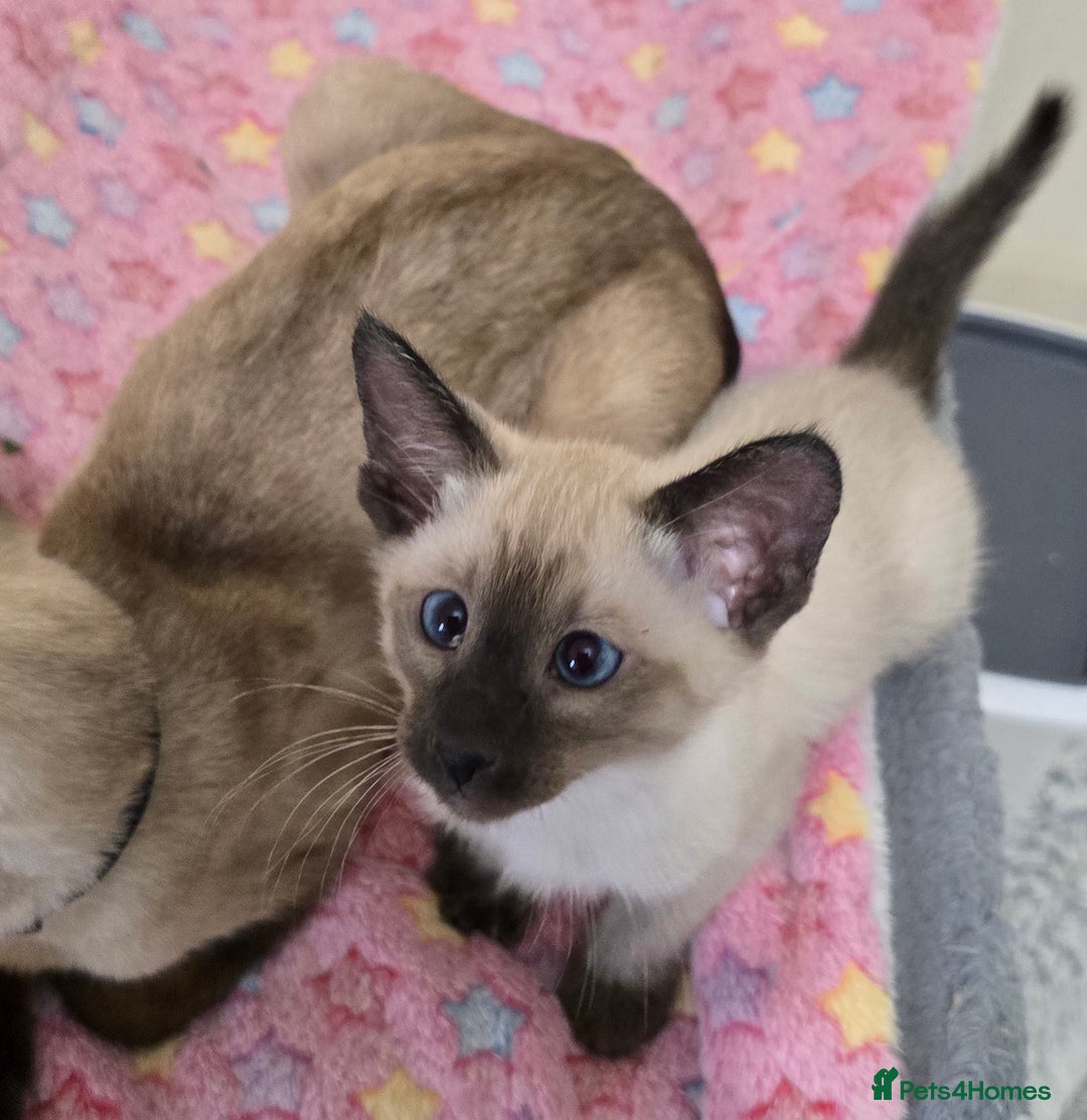 Siamese cats for sale: Pure blue eyed siamese kittens - Image 2