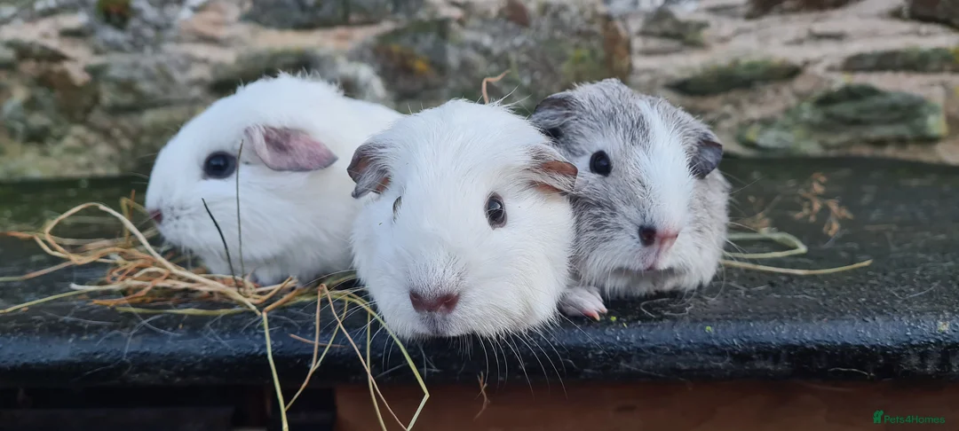Guinea Pig rodents for sale: 3 smooth haired brothers.  - Advert 5
