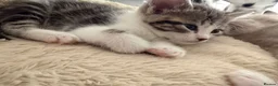 Mixed Breed cats for sale: 5 kittens- 2 boys and 3 girls - Advert 7