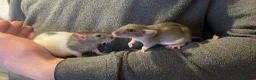 Rat rodents for sale: Beautiful baby rats for 5* homes only  - Advert 5