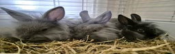 Lionhead rabbits for sale: Lionhead x angora rabbits  - Advert 10