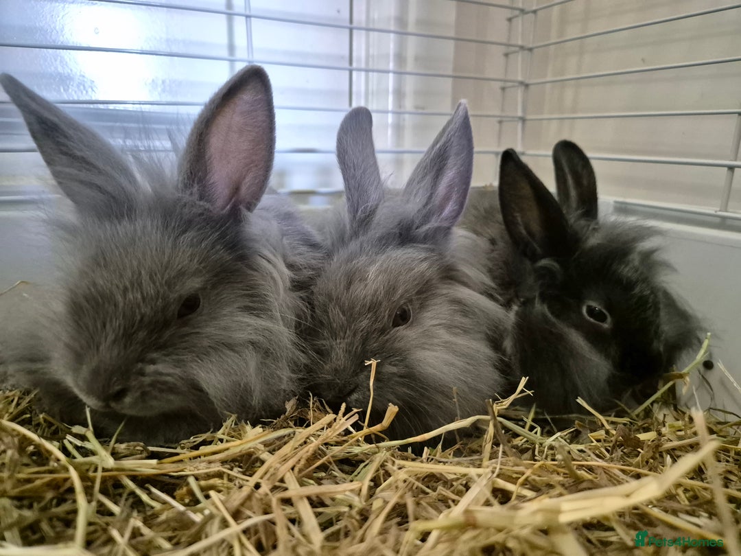 Lionhead rabbits for sale: Lionhead x angora rabbits  - Advert 10