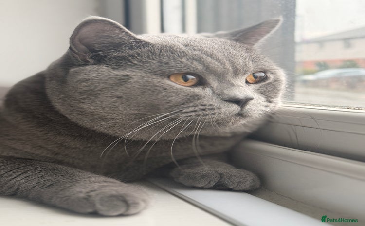 British Shorthair cats - Advert 1