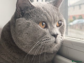 British Shorthair cats - Advert 27