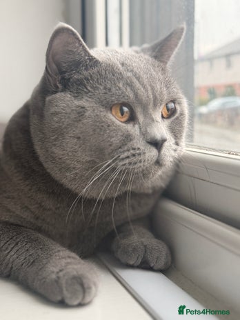 British Shorthair cats - Advert 16