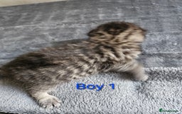 Maine Coon cats for sale: Beautiful Maine Coon cross kittens - Image 4