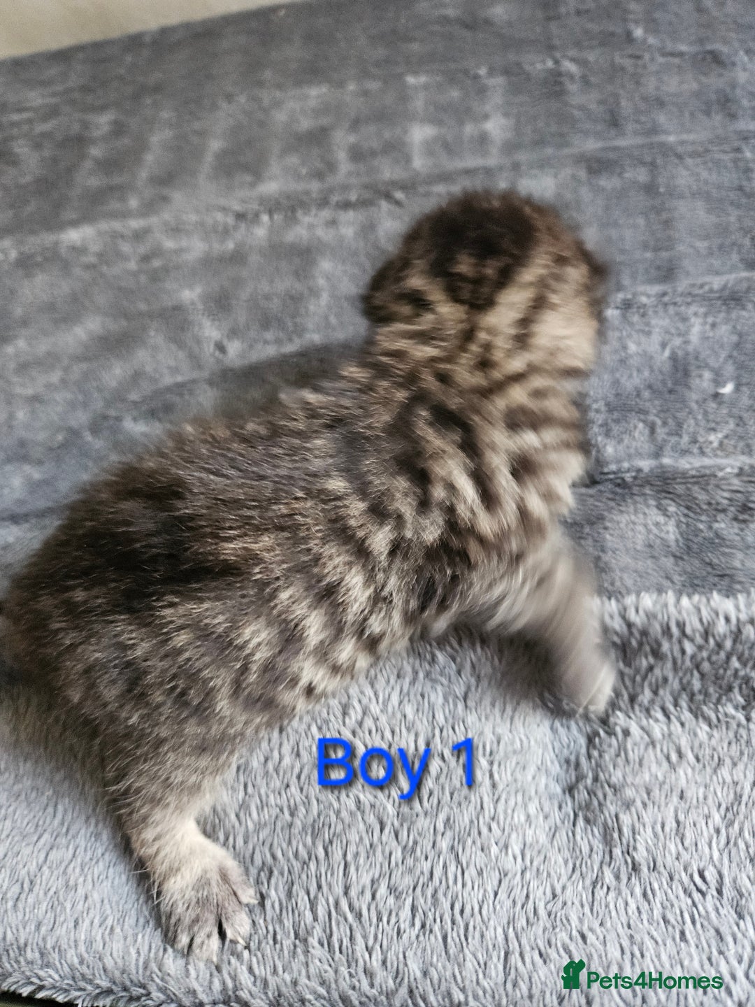 Maine Coon cats for sale: Beautiful Maine Coon cross kittens - Image 4
