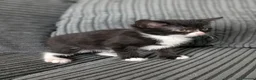 Domestic Shorthair cats for sale: 8 week old kittens - Advert 13