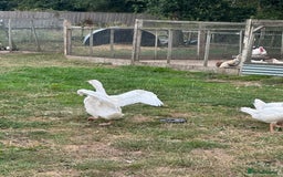 Geese poultry for sale: 6 female embden goslings  - Image 2
