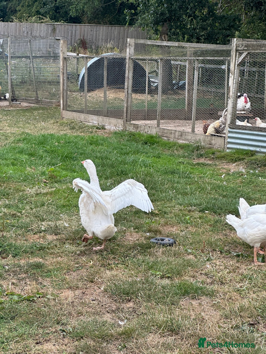 Geese poultry for sale: 6 female embden goslings  - Image 2