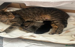 Mixed Breed cats for sale: 2 beautiful tabby girls and 1 Black & white Boy - Image 2