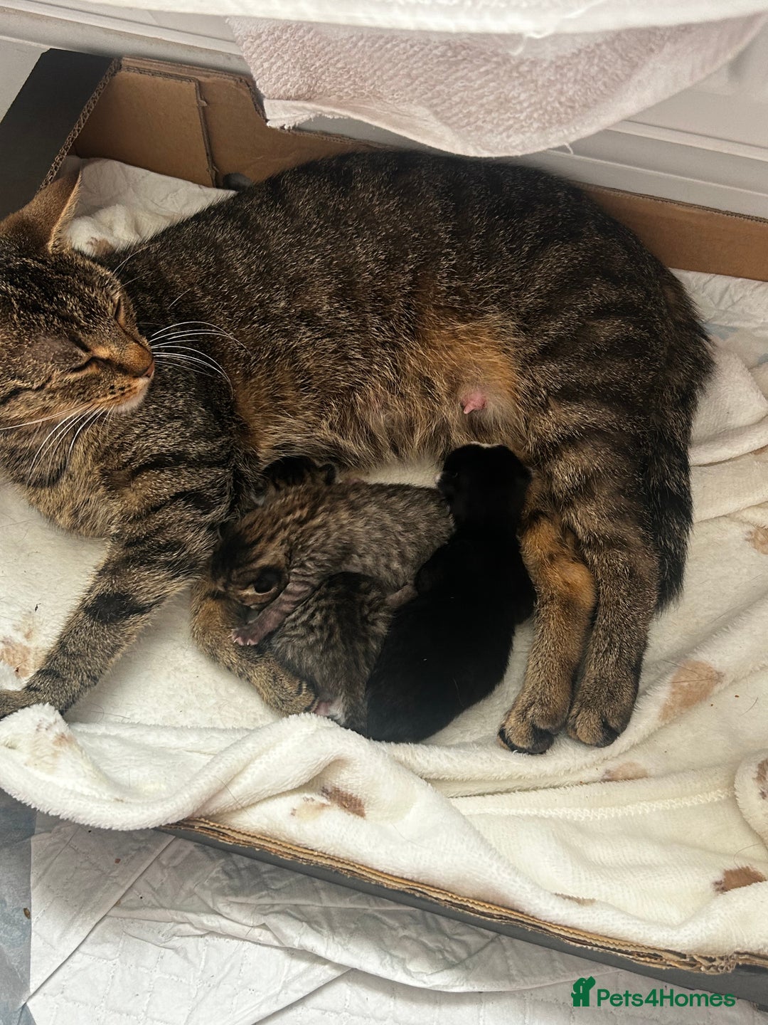 Mixed Breed cats for sale: 2 beautiful tabby girls and 1 Black & white Boy - Image 2