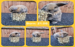 Mini Lop rabbits for sale: Mini lops 2 litters 2 + 5 - Image 1