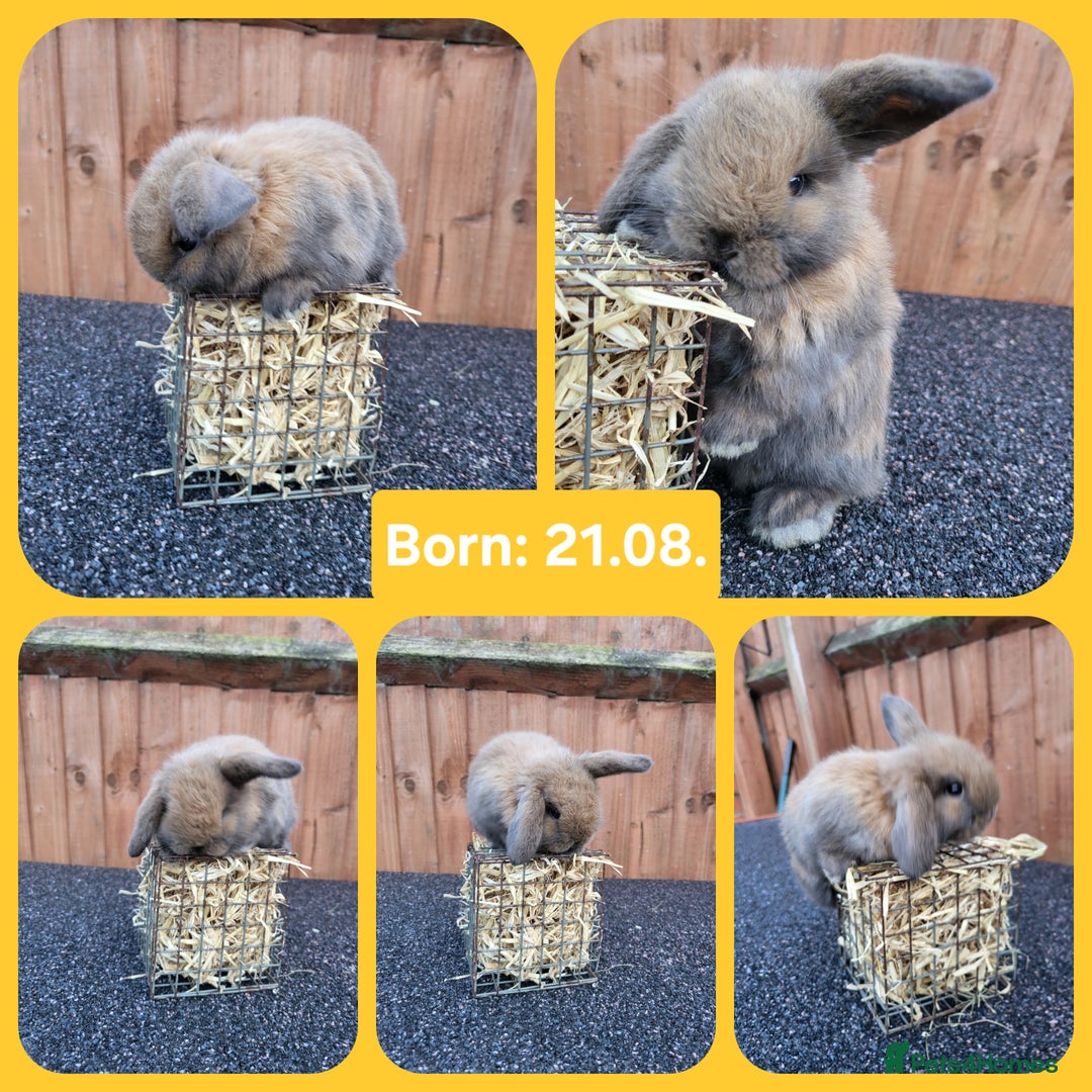 Mini Lop rabbits for sale: Mini lops 2 litters 2 + 5 - Image 1