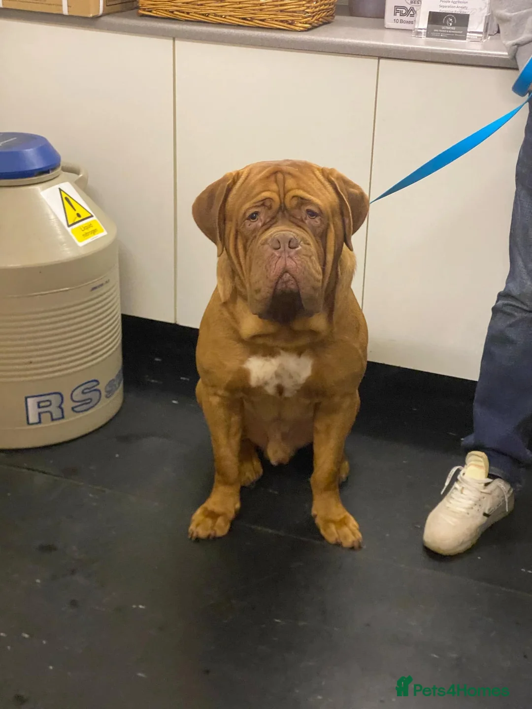 Dogue De Bordeaux dogs for stud: KC Proven Dogue de Bordeaux Stud in Spalding - Advert 3