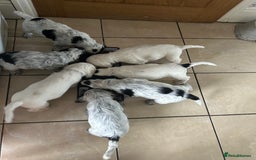 Cocker Spaniel dogs for sale: Show type- sired by Champion Lindridge Frontrunner - Image 27