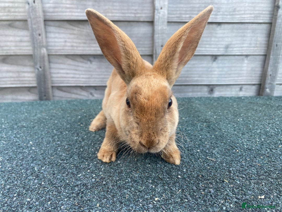 Rex rabbits for sale: Last mini Rex Rabbit available & ready now!!! in Wotton-under-Edge - Image 5
