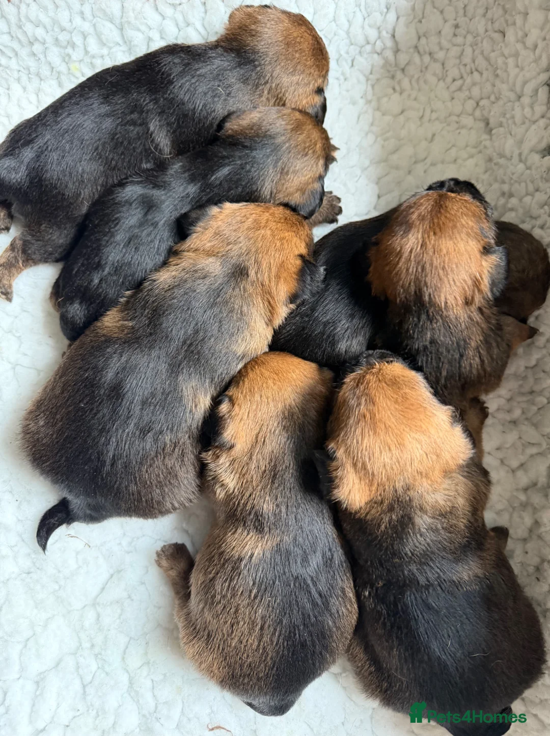 Border Terrier dogs for sale: KC SLEM clear border terriers - Advert 2