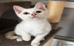 Domestic Shorthair cats for sale: ONE BOY & ONE GIRL LEFT - Image 5