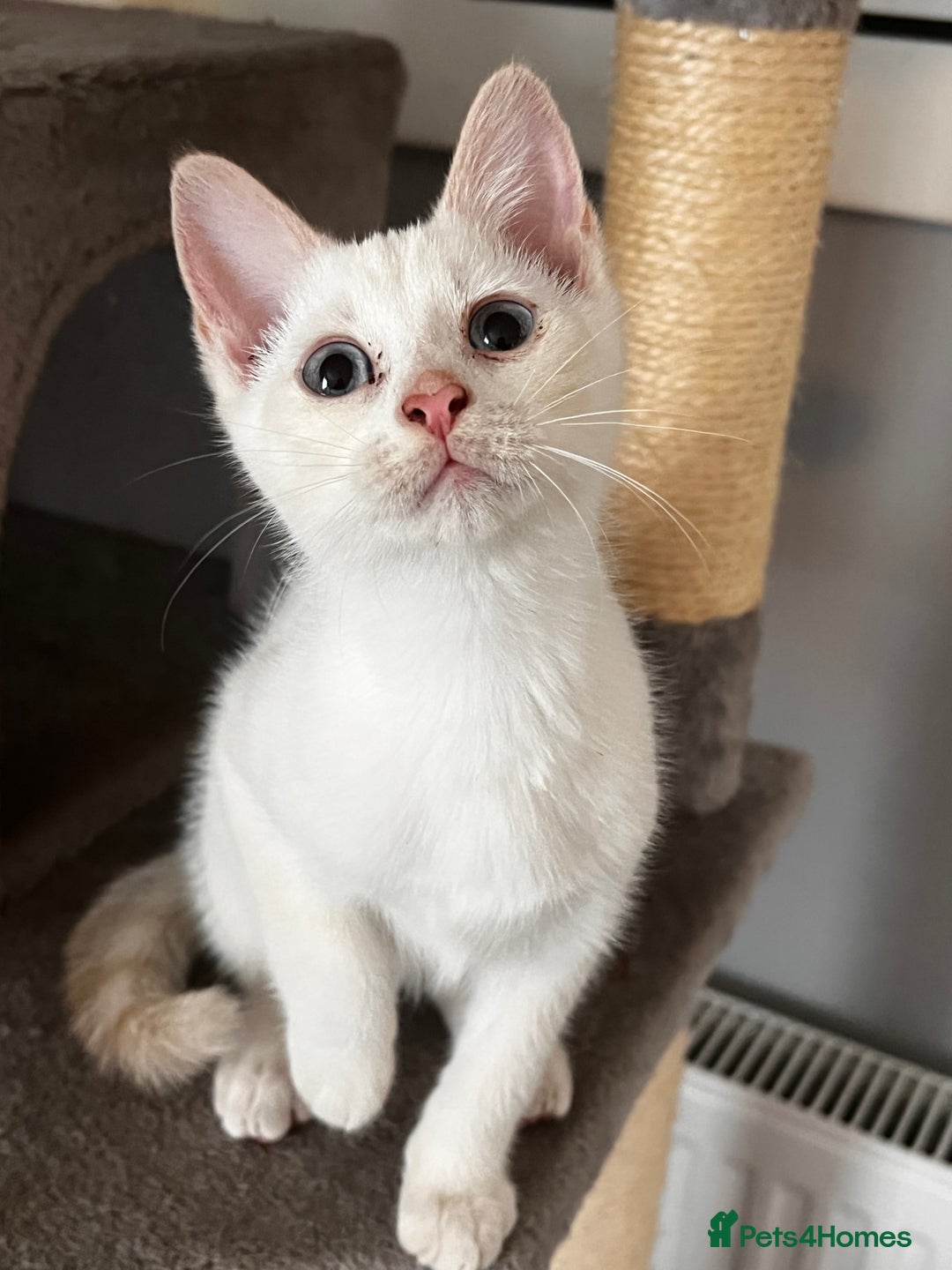 Domestic Shorthair cats for sale: ONE BOY & ONE GIRL LEFT - Image 5