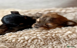 Chorkie dogs for sale: Chorkie (x2 Boys) - Image 5