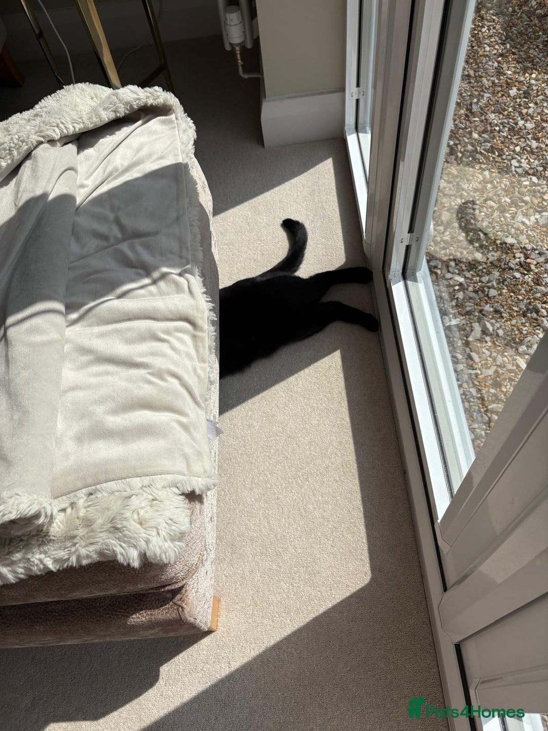 Domestic Shorthair cats for sale: Beautiful Family Black Cat - Image 2