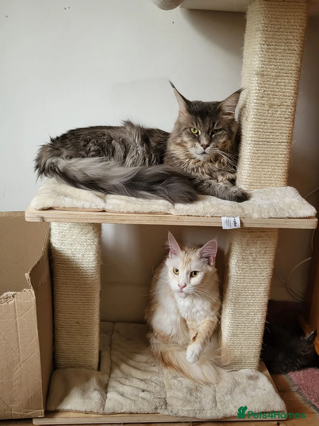 Maine Coon cats for sale: 4 lynx mainecoon kittens ready for forever homes - Advert 2