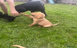 Labrador Retriever dogs for sale: Beautiful Labrador pups  - Image 18
