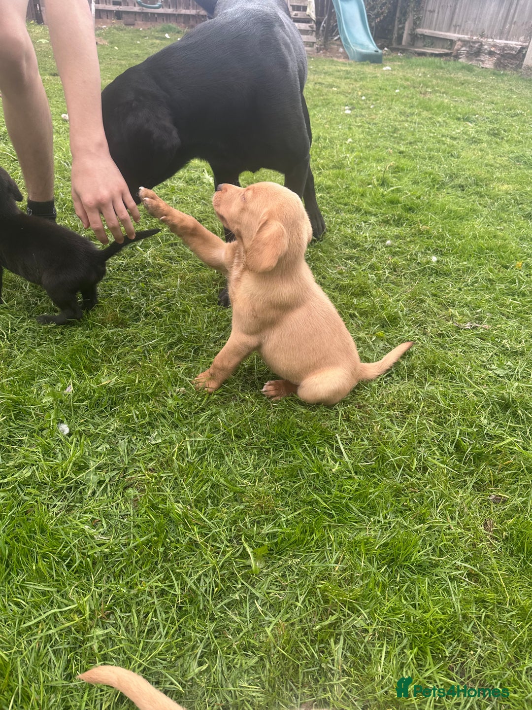 Labrador Retriever dogs for sale: Beautiful Labrador pups  - Image 18