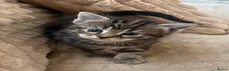 Maine Coon cats for sale: Fluffy Maine Coon Kittens - Advert 14