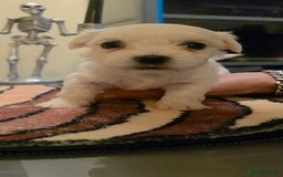 Maltese dogs for sale: Adorable Maltese puppies - Image 17