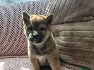 Japanese Shiba Inu dogs Japan Shiba inu - Advert 7
