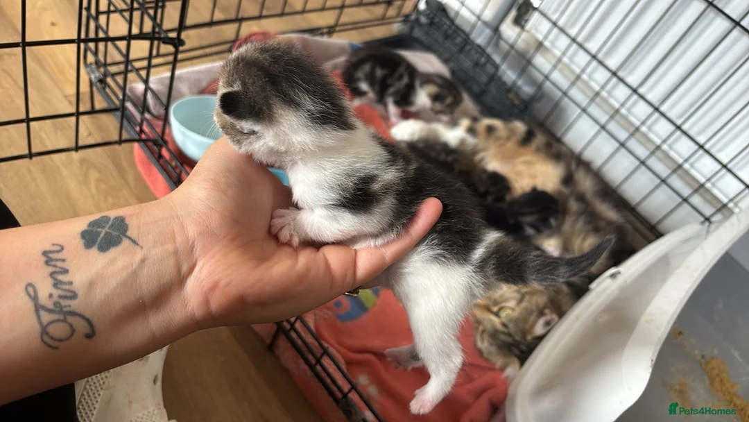 Mixed Breed cats for sale: Kittens for sale  - Advert 2