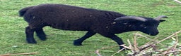 Sheep livestock for sale: This year's Soay wether lambs - Advert 7
