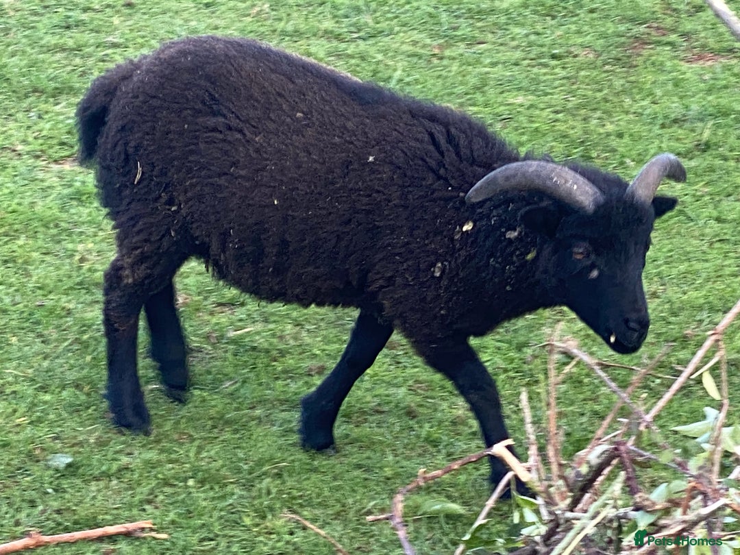 Sheep livestock for sale: This year's Soay whether lambs - Image 7