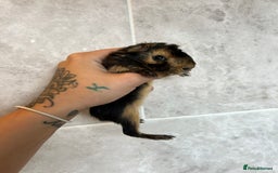 Guinea Pig rodents for sale: Beautiful Otter colour full peruvian& 3 PEWs   - Advert 8