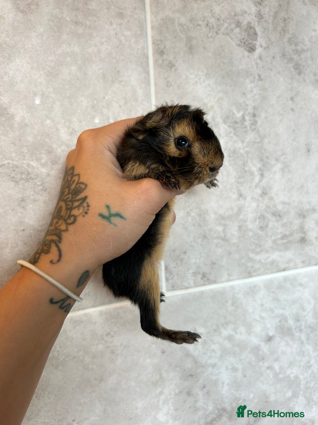 Guinea Pig rodents for sale: Beautiful Otter colour full peruvian& 3 PEWs   - Advert 8