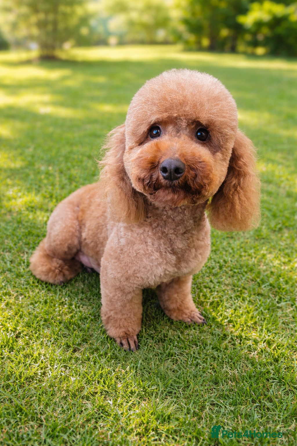 Miniature Poodle dogs Miniature poodle  - Advert 1