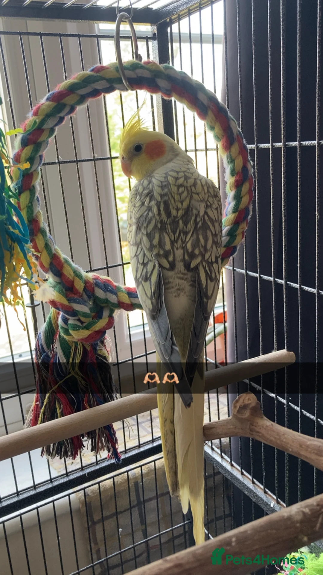 Cockatiels birds for sale: Young cockatiel  in Bicester - Advert 1