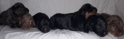 Doxiepoo dogs for sale: 7 Beautiful Doxiepoos  in Wetherby - Advert 13