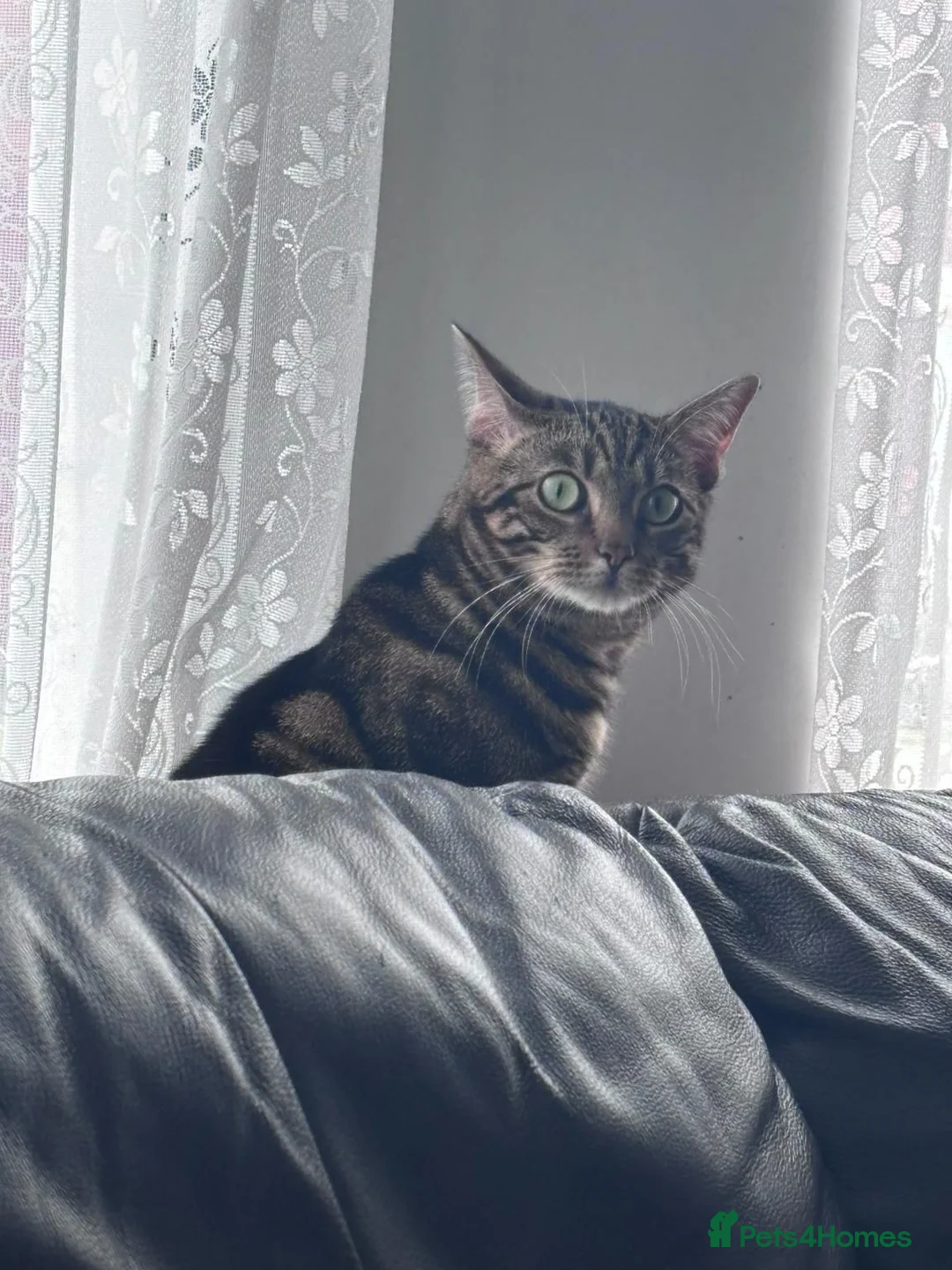 Mixed Breed cats for sale: Gorgeous Tabby Male Cat – Loving Home Wanted in Liverpool - Advert 4