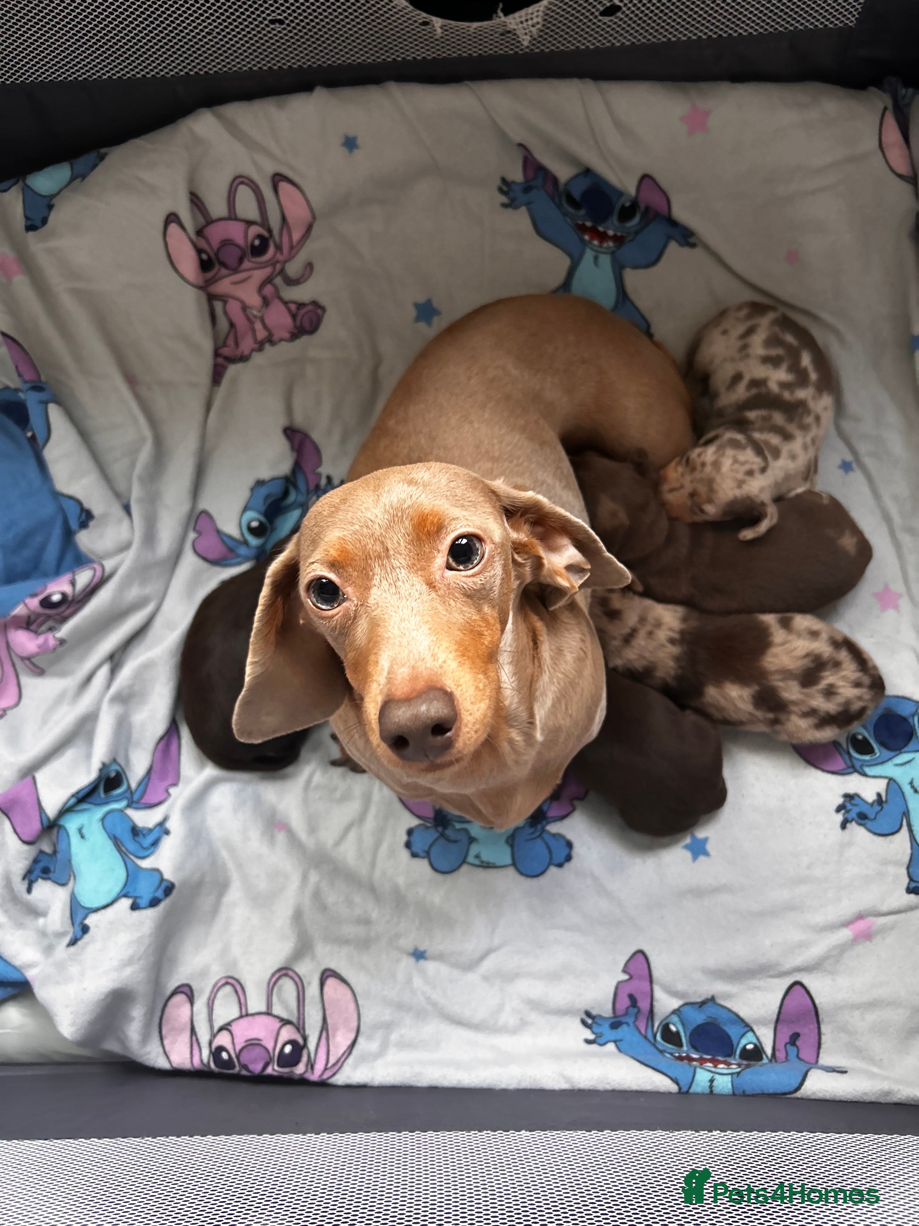 Miniature Dachshund dogs Miniature Dachshunds  - Advert 1