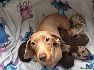 Miniature Dachshund dogs Miniature Dachshunds - Advert 1