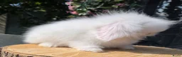 Angora rabbits for sale: Teddywidders super fluffy  ready to go now - Advert 8
